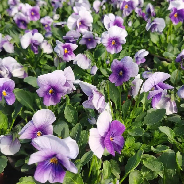 Hezhichun Pansy 'Firmament', 30 Seeds