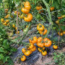 3 Dahlia Valle Tomato, 5 Seeds