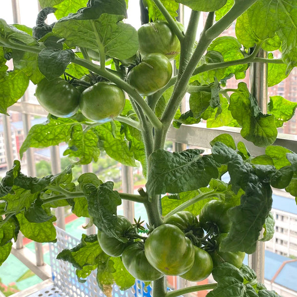 'Eden Micro Tiny No.4' Tomato Seeds, 3 Seeds