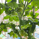 'Eden Micro Tiny No.4' Tomato Seeds, 3 Seeds