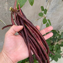 Mandihong Purple Yardlong Bean Seeds (No Trellis Required), 5 × 5g Bags