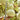 Hezhichun 'Slender Waist' Bottle Gourd, 10 Seeds