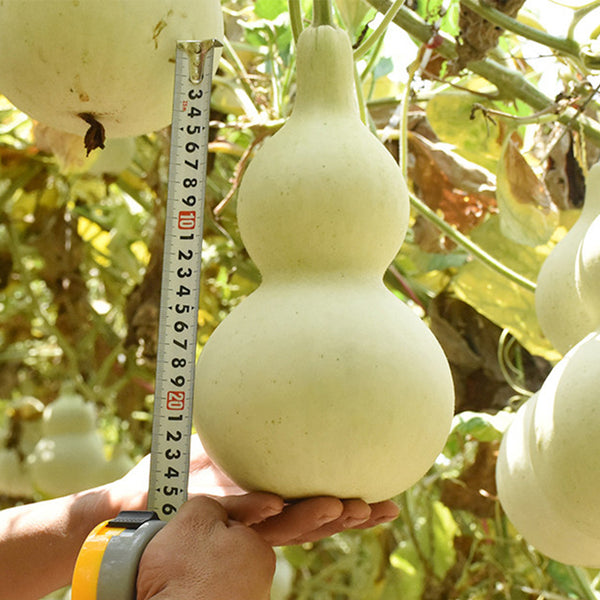 Hezhichun 'Slender Waist' Bottle Gourd, 10 Seeds
