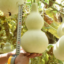 Hezhichun 'Slender Waist' Bottle Gourd, 10 Seeds