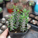 Alluaudia montagnacii, 8-10cm