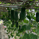 Yueguang Wax Gourd Seeds, 20g