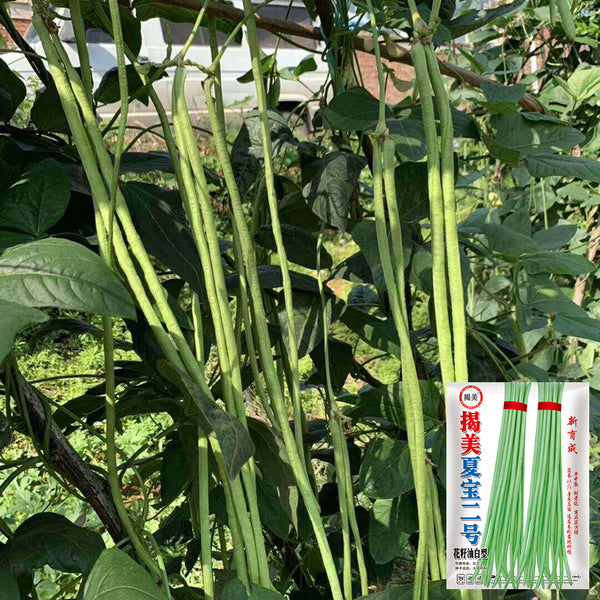 Jiemei Xiabao No. 2 Cowpea Seeds, 20g