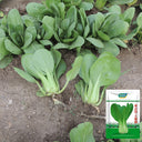 'Hezhiyuan' Shanghai Bok Choy Seeds, 10g