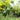 Crane Head Gourd, 15 Seeds