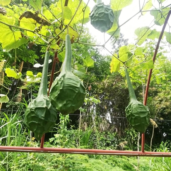Crane Head Gourd, 15 Seeds