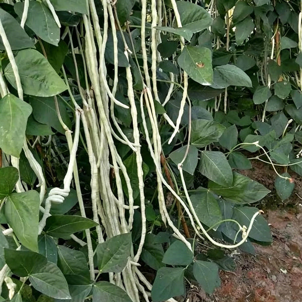 'Zhengjiang Yinshuai' Cowpea Seeds, 30g