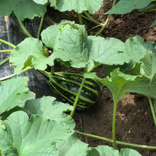 Bingtangzi High-Sugar Melon, 30 Seeds