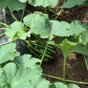 Bingtangzi High-Sugar Melon, 30 Seeds
