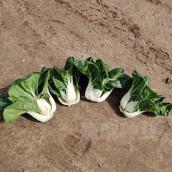 Dwarf Black-leaf Pak Choi Seeds, 20g