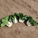 Dwarf Black-leaf Pak Choi Seeds, 20g