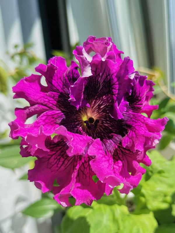 Petunia Seeds, 'Superbissima Nana Wine Red'