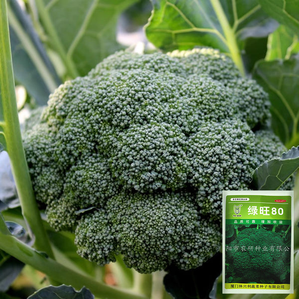 GreenVigour 80 Broccoli Seeds, 1000 Seeds