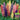 Mixed Color Lupine, 1g