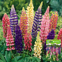 Mixed Color Lupine, 1g
