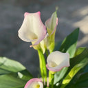 'Sweet Art' Calla Lily, 16/18cm Circumference, 1 Bulb