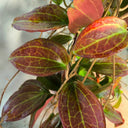 Hoya merrillii, 2 Cuttings