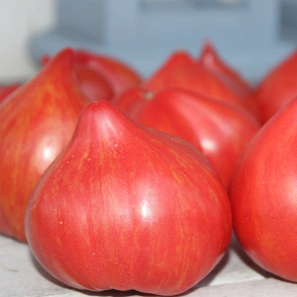 Tree of Hearts Tomato, 5 Seeds