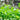 Italian Chervil, 50 Seeds