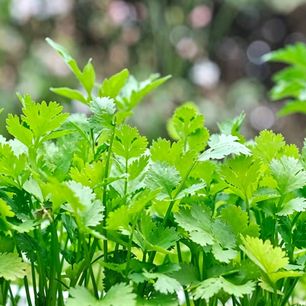 Italian Chervil, 50 Seeds