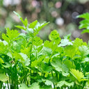 Italian Chervil, 50 Seeds