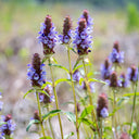 Large-Flowered Selfheal (Mixed Colors), 200 Seeds