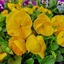 Hezhichun Pansy 'Late Autumn', 30 Seeds