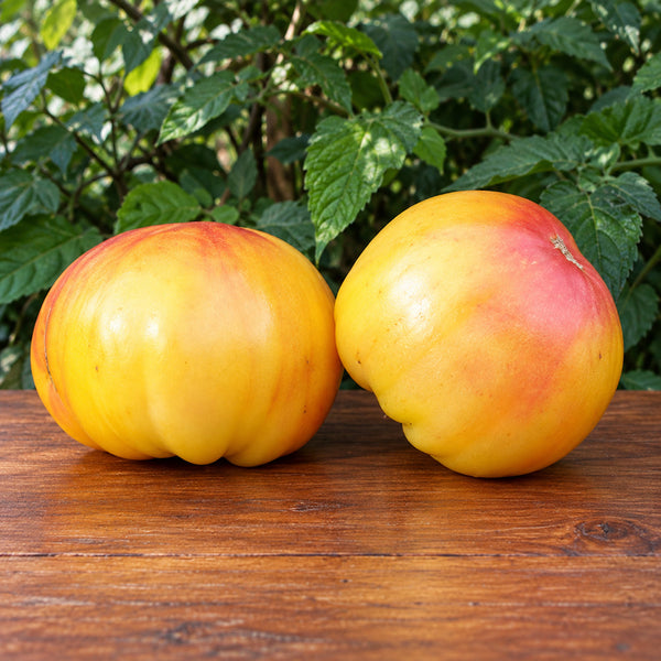 506 Pink Lemon Tomato, 5 Seeds