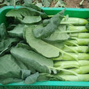 'Jiemei Jinmei Zhonghua' Chinese Kale Seeds, 20g