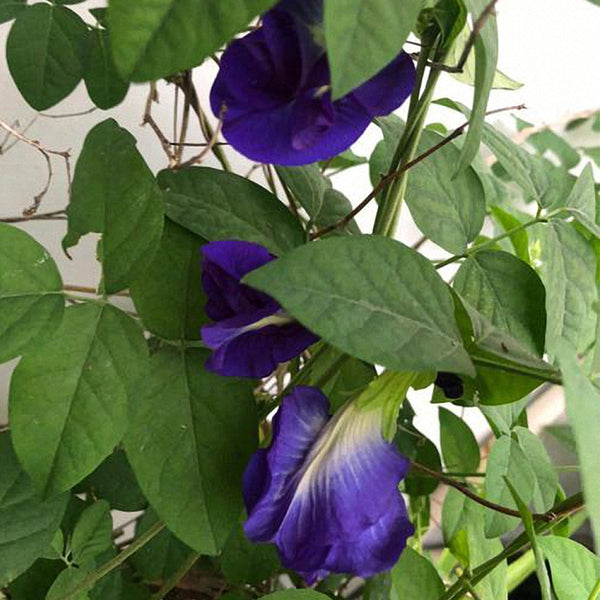 Butterfly pea Seeds, 50 Seeds
