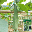 Meiling No.1 Luffa Seeds, 10g