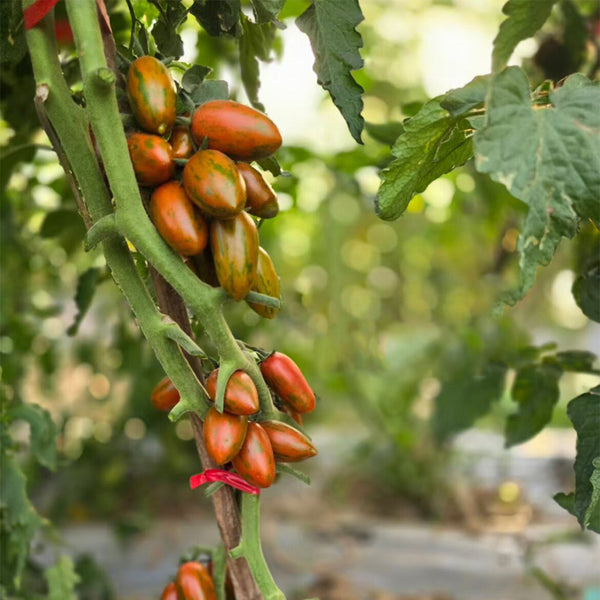 701 Zebra Cherry Tomato, 5 Seeds
