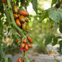 701 Zebra Cherry Tomato, 5 Seeds