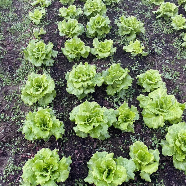 Year-Round Slow-Bolting Lettuce King Seeds, 10g