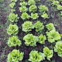 Year-Round Slow-Bolting Lettuce King Seeds, 10g