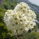 U2219 White Star of Bethlehem Bulbs, 0.3-0.4 in (0.8-1 cm), 10 Bulbs