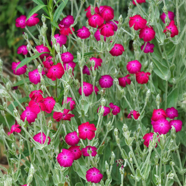 Red Flowered Rose Campion, 20 Seeds