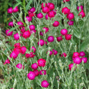 Red Flowered Rose Campion, 20 Seeds