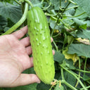 Chinese Large Thorn Fruit Cucumber, 20 Seeds