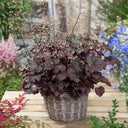 Purple Palace Heuchera, 20 Seeds