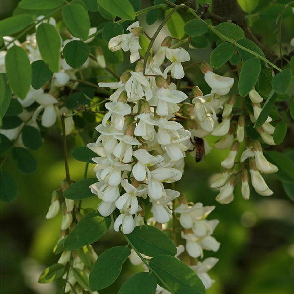 Black Locust Seeds, 10g