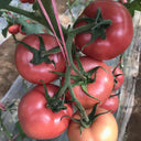 Gemjet No.5 F1 Tomato Seeds, 100 Seeds