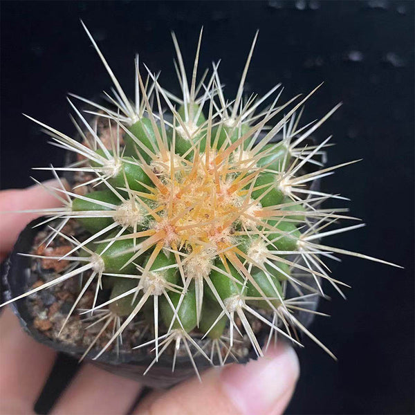 Echinocactus grusonii