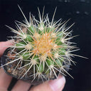 Echinocactus grusonii