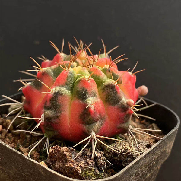 Gymnocalycium mihanovichii Variegata 'Glowing Peony', 3-4cm