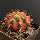 Gymnocalycium mihanovichii Variegata 'Glowing Peony', 3-4cm
